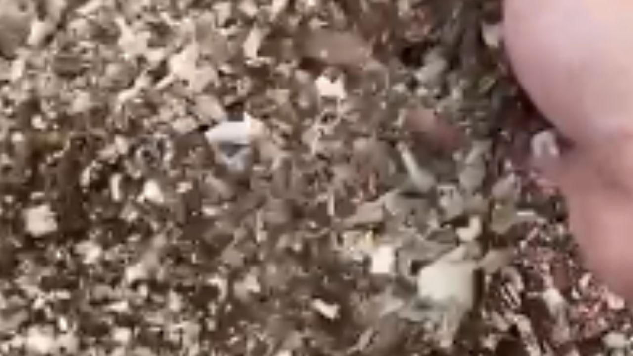 Video Hasil Wood Chipper